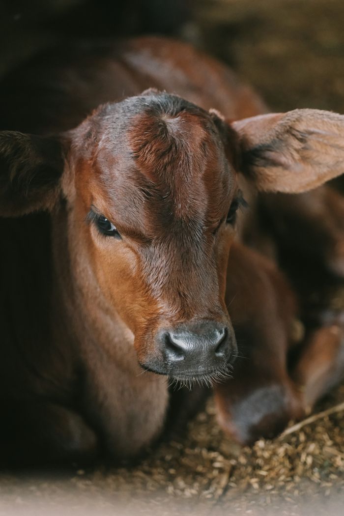 A detailed capture of a resting calf inside a barn, showcasing its serene nature.