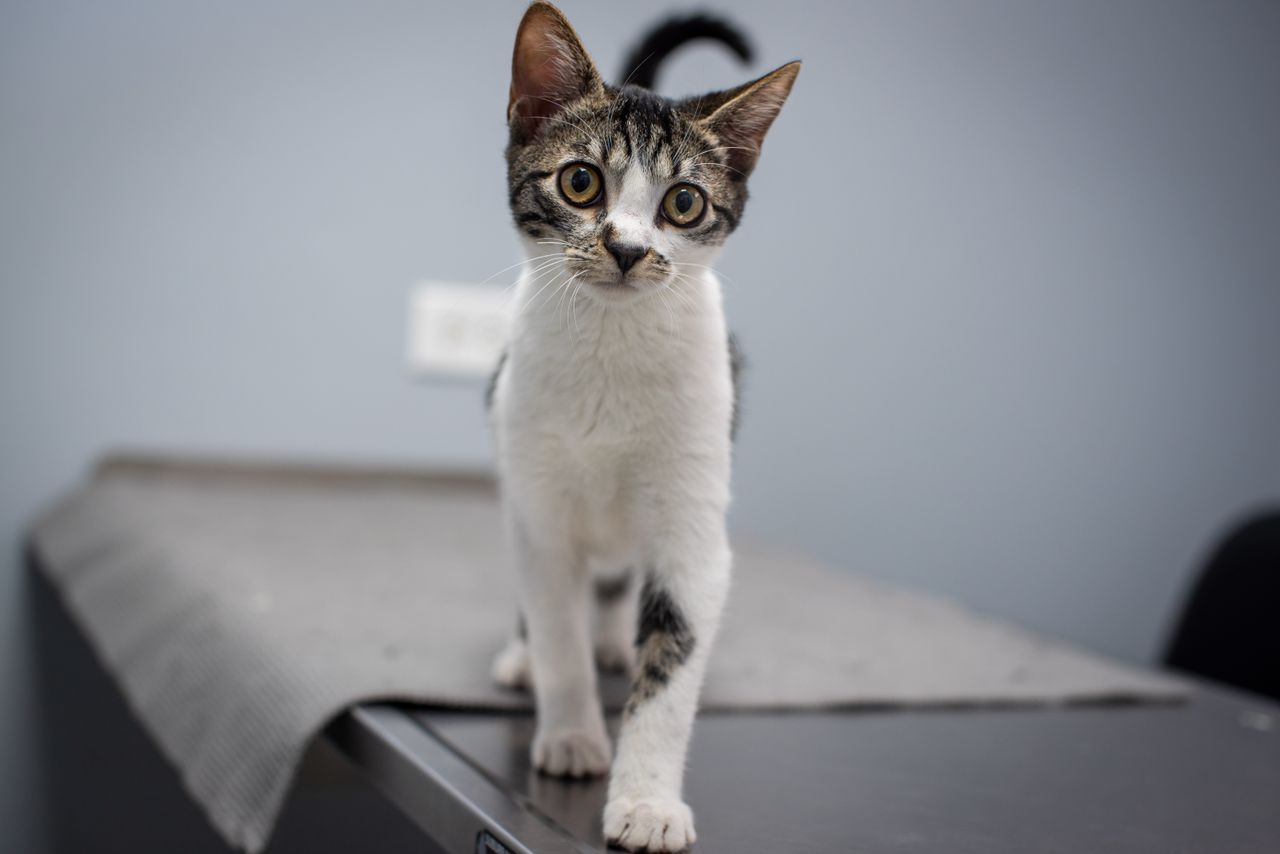 Crafting Captivating Headlines: Your awesome post title goes here Cute kitten standing on a vet table, captured indoors in Trinidad and Tobago.