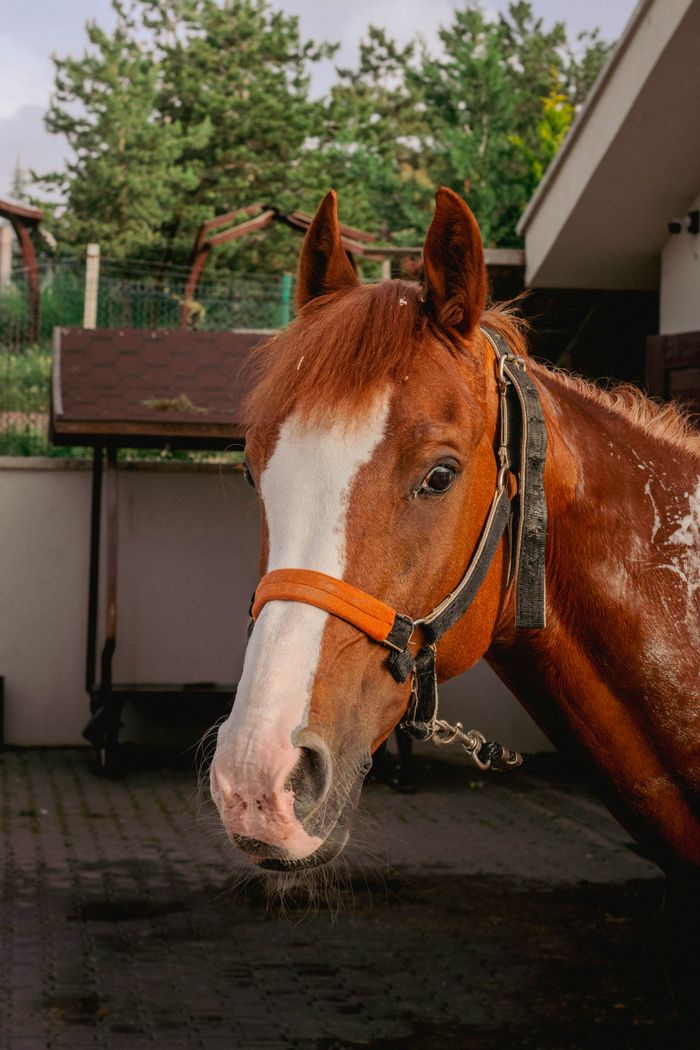 Mastering the First Impression: Your intriguing post title goes here Captivating close-up of a brown horse wearing a halter in a stable yard.