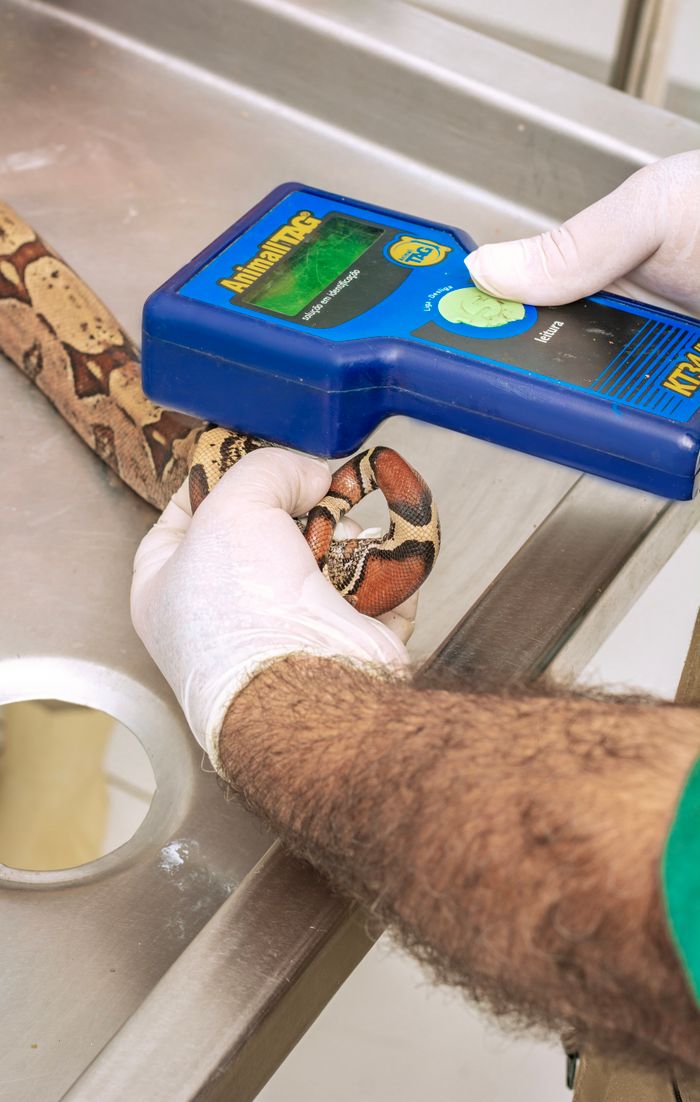 Veterinarian using RFID scanner on a snake for identification in a clinical setting.