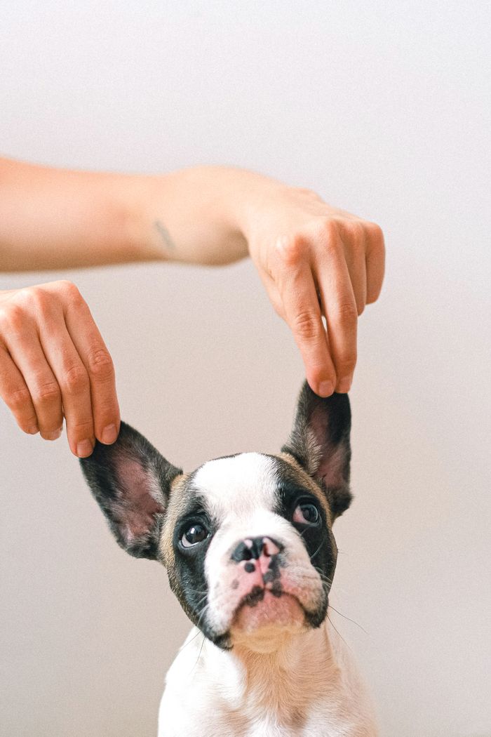The Art of Drawing Readers In: Your attractive post title goes here Cute French Bulldog puppy with ears lifted by hands against a white background.