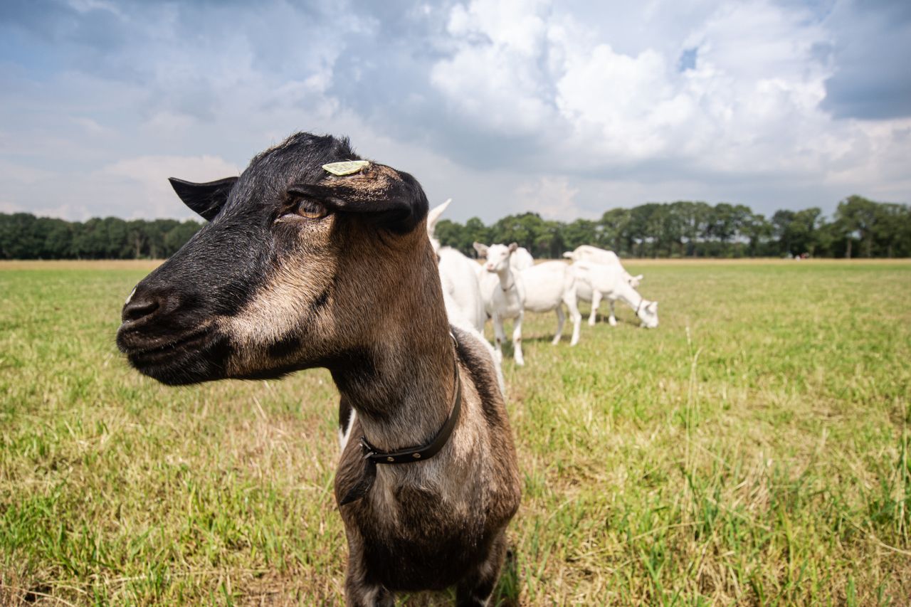A herd of goats grazing in a sunny field under a cloudy sky with trees in the background.